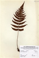 藏品(厚葉鱗毛蕨)的圖片